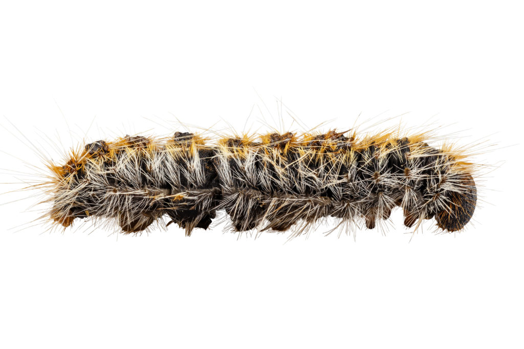 Photo d'une chenille processionnaire
